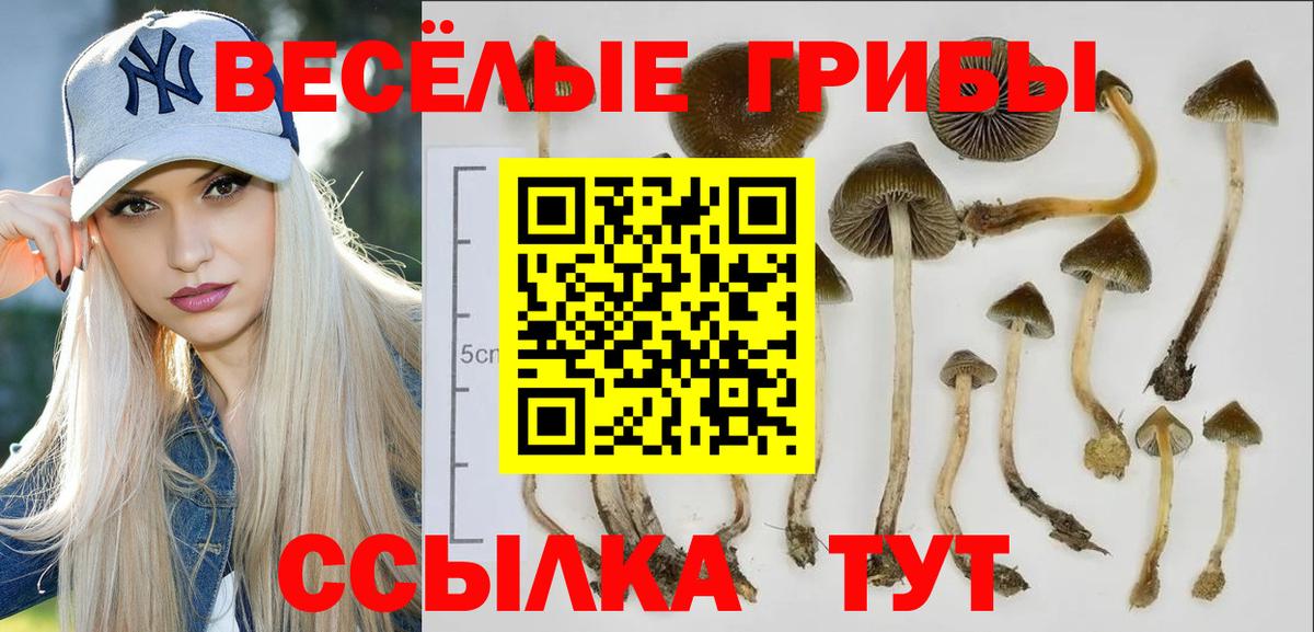 Семилуки  Галлюциногенные грибы Cubensis  Вход с VPN 